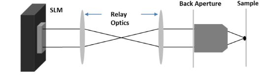 液晶空间光调制器在双光子及三光子显微成像中的应用