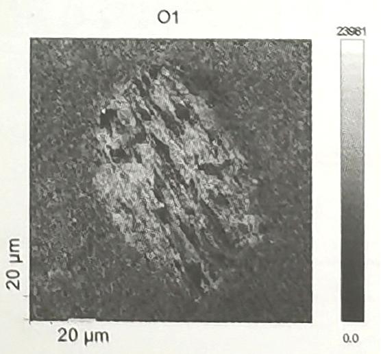 光亮Ni镀层500次微振后的含原子俄歇图，图片显示尺度为20μm。